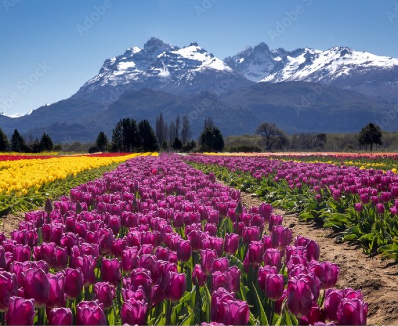 Bariloche - El Bolson TULIPANES | Paquete de viaje por $ 1.269.800 p/pers. en SoyPasajero.com