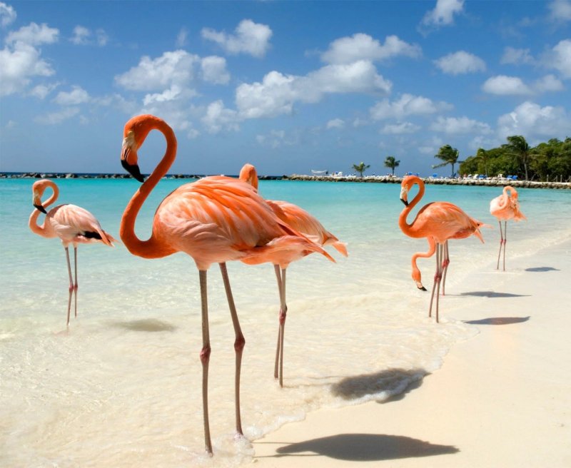 Aruba | Paquete de viaje por USD 3.191 p/pers. en SoyPasajero.com