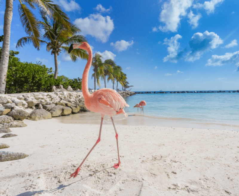 Aruba | Paquete de viaje por USD 1.173 p/pers. en SoyPasajero.com