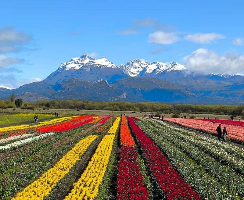 Bariloche y Trevelin TULIPANES | Paquete de viaje por $ 1.780.000 p/pers. en SoyPasajero.com