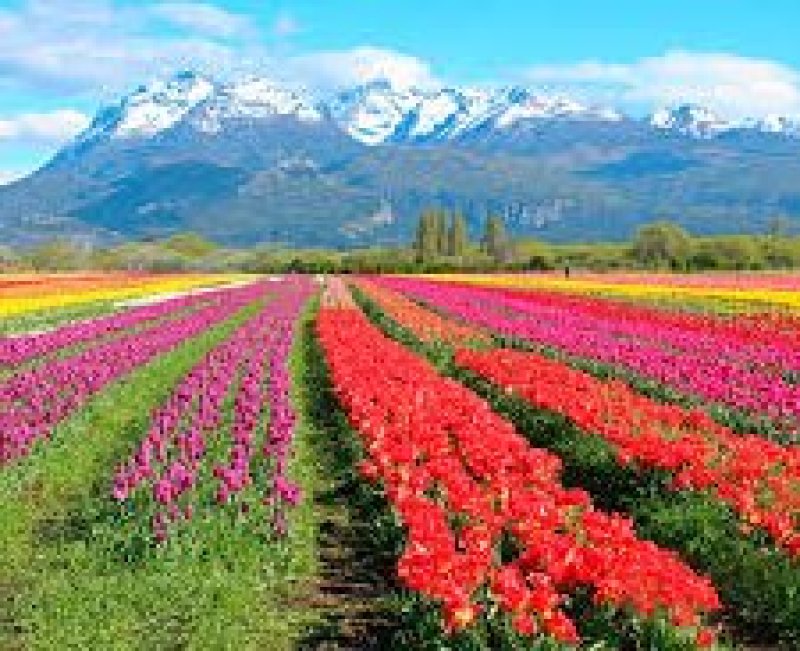 Esquel TULIPANES | Paquete de viaje por $ 1.518.500 p/pers. en SoyPasajero.com