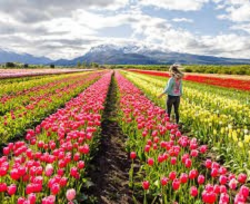 Bariloche - El Bolson TULIPANES | Paquete de viaje por $ 1.339.900 p/pers. en SoyPasajero.com