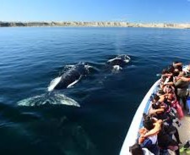 Puerto Madryn | Paquete de viaje por $ 500.000 p/pers. en SoyPasajero.com