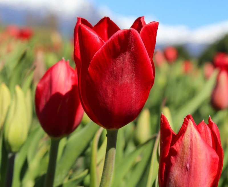 Tulipanes de Tir Haren y Ballenas | Paquete de viaje por $ 673.000 p/pers. en SoyPasajero.com