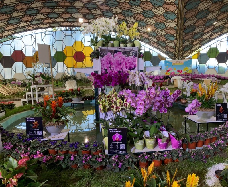 Fiesta de la flor