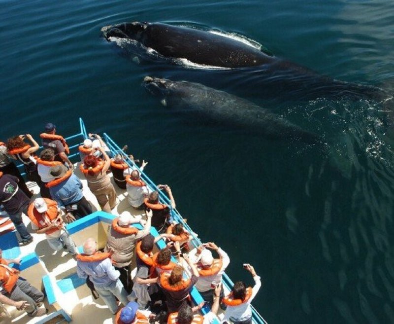 Puerto Madryn | Paquete de viaje por $ 470.000 p/pers. en SoyPasajero.com